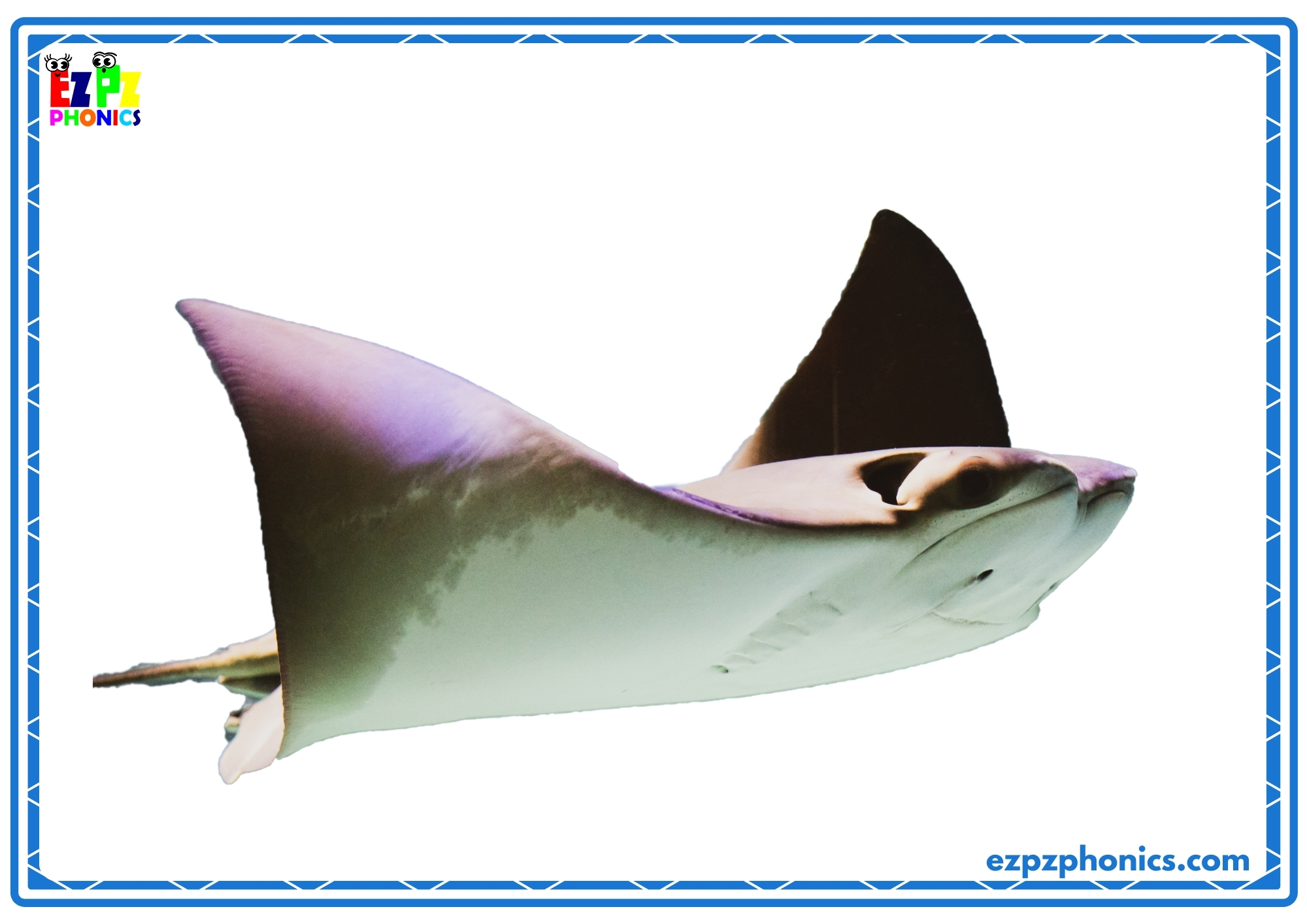 Ray Flashcard Sea Creatures Flashcards Words on the Back for Interactive Learning ...